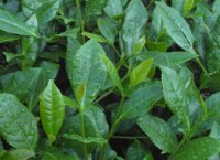 番茄潛葉蛾最佳防治方法？