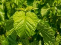 夏天養(yǎng)蠶桑葉一會(huì)就干了怎么辦？