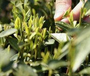 茶的原產(chǎn)地是哪個國家？