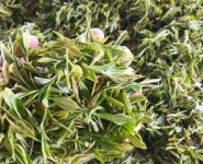 臨沂特產(chǎn)送人必買清單？