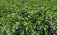 2024年4月茶樹最新詳情：茶樹過度種植、供過于求
