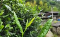 4月19日最新咨詢：“七安紅”春茶開始采收，新